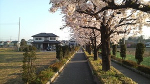 遊歩道桜
